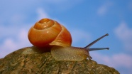 漂亮红壳小蜗牛图片