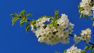 樱花枝白色樱花开放图片