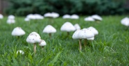 草坪上的白蘑菇图片