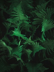 绿色蕨类植物丛图片