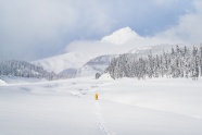 冬季雪域高山雪地树林图片