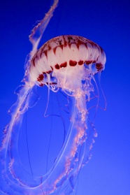 蓝色深海水母摄影图片