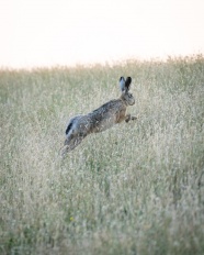 野草丛野兔图片