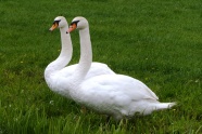 草地上两只大白鹅图片