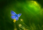 蓝色蝴蝶在花朵上授粉图片
