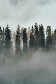 雾气弥漫的森林图片