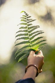 手持蕨类植物图片