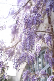 紫藤花图片摄影