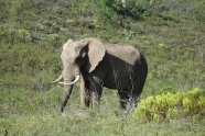 大型野生大象图片