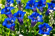 蓝色龙胆花开放图片