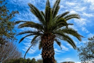 漂亮棕榈树图片