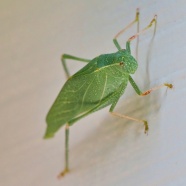 绿色螳螂素材图片