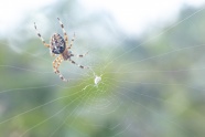 大蜘蛛知网的图片