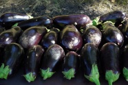 紫色茄子丰收图片