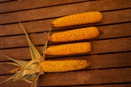 黄色干玉米棒图片