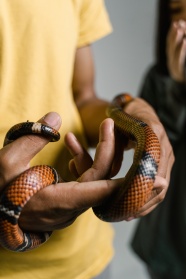 一个手里抱着一条蛇特写图片
