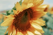 黄色向日葵微距摄影图片