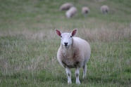 草地苏格兰羊羔图片