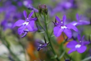紫色半边莲花朵图片