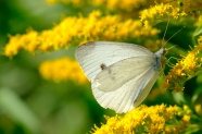 白色蝴蝶采花粉图片