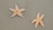 海滩海星摄影图片
