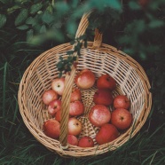 编织篮里的红苹果图片