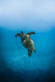 蓝色海域海龟图片