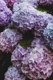 淡雅紫色绣球花图片