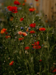 野生罂粟花摄影图片