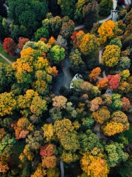 秋季五彩斑斓树林风景图片