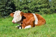 高原奶牛放牧图片