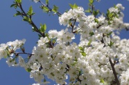 春天盛开白色樱花花朵图片