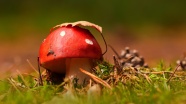 红色真菌蘑菇图片