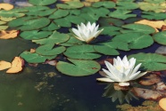 池塘白色睡莲花朵图片