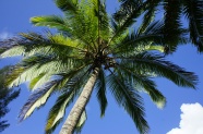 热带绿色棕榈树图片