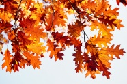 黄树叶秋季风景图片