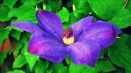 紫色铁线莲花朵绽放图片