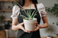 手捧多肉植物图片