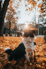 秋天晒太阳的狗狗图片
