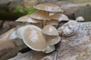 漂亮白蘑菇朵图片