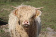 苏格兰高原奶牛图片