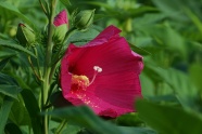 红色芙蓉花花朵图片
