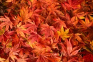 秋天红枫叶落叶图片
