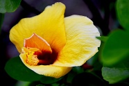 黄色芙蓉花花朵开放图片