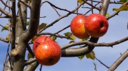 果园苹果树成熟苹果图片