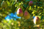 果树上成熟香梨图片