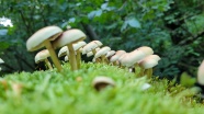 森林草地白蘑菇图片