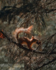 森林里的红松鼠图片