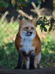 红狐坐在围栏区图片