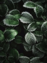 霜冻叶子图片